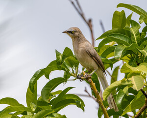 bird on a branch