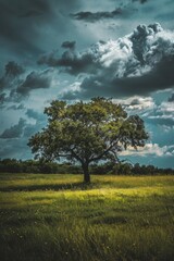 Obraz premium A solitary tree stands in a serene meadow, illuminated by sunlight, under a dramatic, cloud-filled sky, creating a striking contrast.