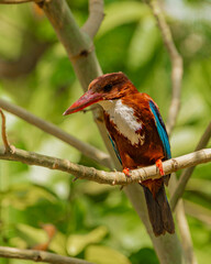 kingfisher on branch