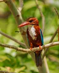 kingfisher on branch