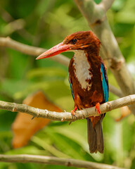 kingfisher on branch
