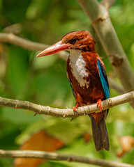 red billed kingfisher