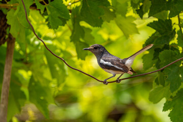 Obraz premium bird on a branch