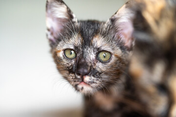 close up portrait of a cat