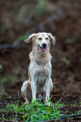 golden retriever dog