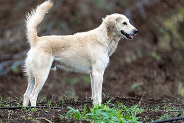 golden retriever on the beach