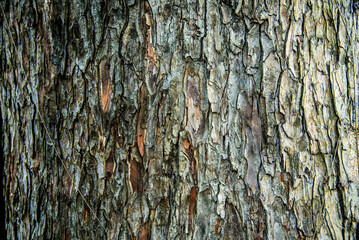 Old wood tree bark texture with green moss and linchen, Bark in the forest