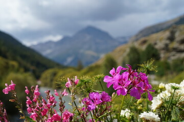 flowers in the mountains