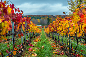Scenic view of a vineyard during autumn, with grapevines adorned in vibrant fall colors, and the harvest in full swing.