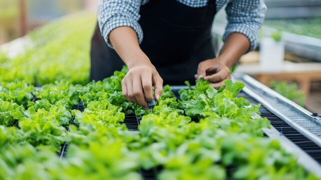 A technician is adjusting nutrient levels while tending to hydroponic lettuce in a green environment