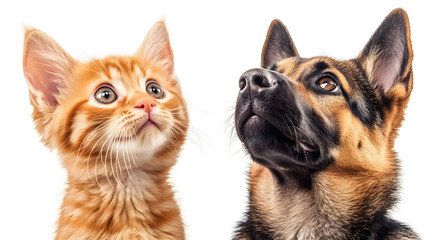 Obraz premium isolated domestic animal friends looking up: ginger cat and german shepherd dog on white background