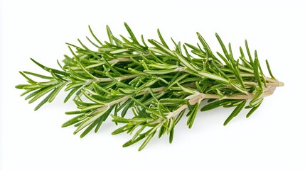 Fototapeta premium A fresh sprig of rosemary, commonly used as a culinary herb for flavoring dishes.