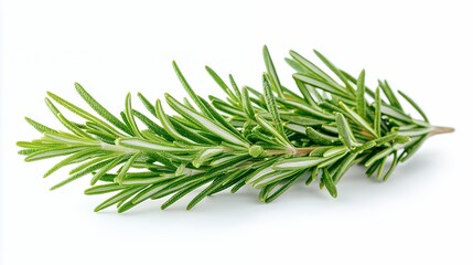 Fototapeta premium A fresh sprig of rosemary, commonly used as a culinary herb.