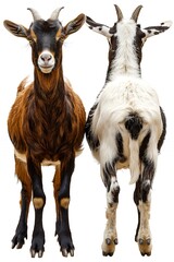 Fototapeta premium A front and back view of two goats, showcasing their distinct colors and features.
