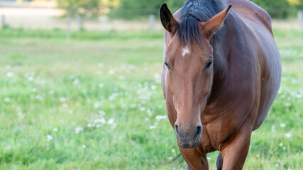 Brown horse in a field of grass. High quality photo