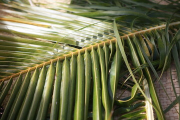 Fijian traditional basket weaving from palm leaves, men's basket demonstration, Fiji