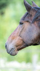 Brown horse in a field of grass. High quality photo