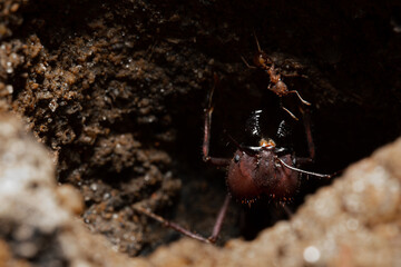 Red ant looking from ant colony entrance