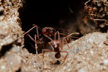 Red ants in ant colony entrance