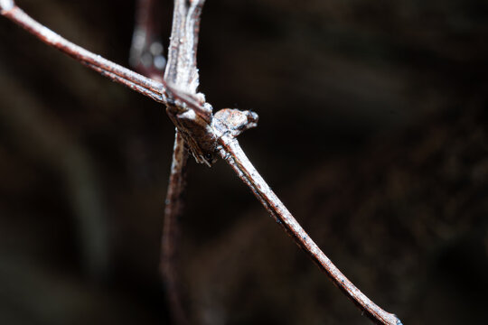 Net-casting spider close up