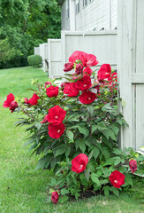 Red Hardy Hibiscus Plant in Various Stages of Bloom