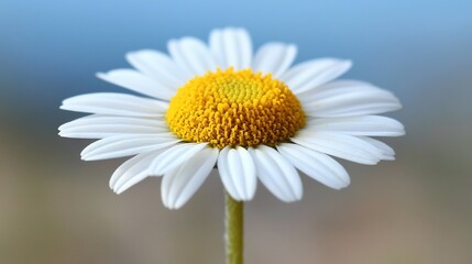Obraz premium Close-up of a white and yellow flower against a blue sky