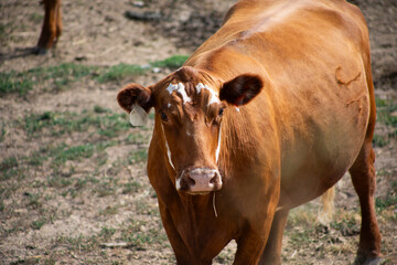 Just a cow hanging out in the field