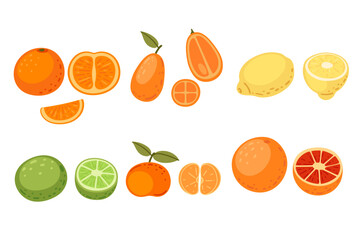 A set of citrus fruits - kumquat,orange,lemon, tangerine, lime and grapefruit. Tasty exotic diet. Vector illustration isolated on white background