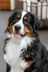 A large tricolor Bernese Mountain Dog sits and looks at the camera. A very beautiful fluffy dog. The shepherd is a shepherd. The dog is happy and smiling. His tongue is sticking out.