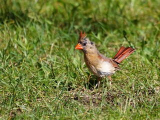Fototapeta premium Female Northern Cardinal on green grass