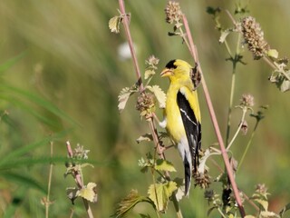 Vibrant Goldfinch perched on a plant stem in a natural setting with a blurred green background.