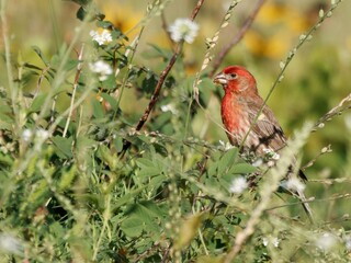 Red-headed bird among green foliage and white flowers