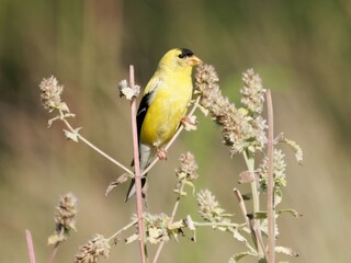 Vibrant yellow Goldfinch perched on a plant in a natural setting with a blurred green background.