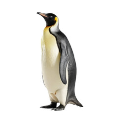 Fototapeta premium isolated Penguin on a transparent Background