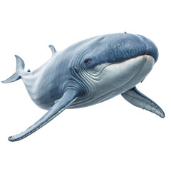 Big Blue Whale isolated on a transparent background