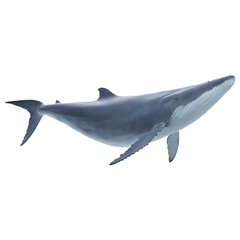 Obraz premium Big Blue Whale isolated on a transparent background