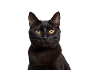 High Quality cat isolated on a transparent background