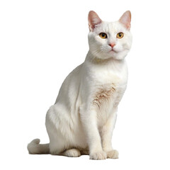 High Quality cat isolated on a transparent background