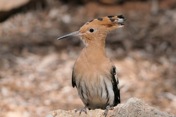 Wiedehopf ( Upupa epops )