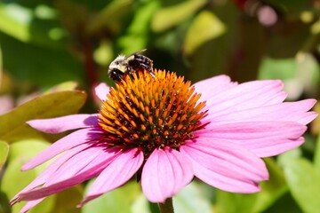 bee on a flower