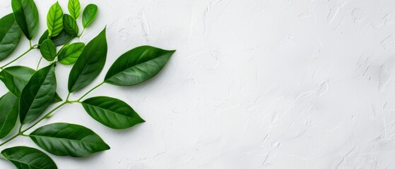 White background with a place for text or image; encircled by a bunch of green leaves