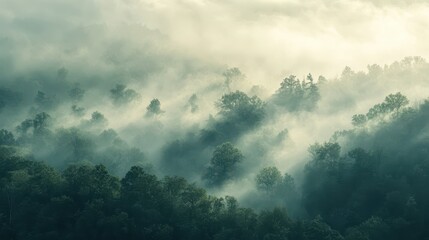 A misty forest landscape with trees partially shrouded in fog and soft light.