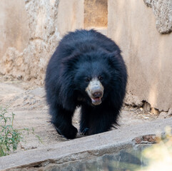 bear in zoo