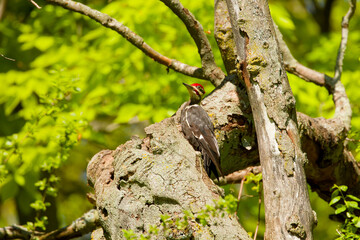 Obraz premium The pileated woodpecker.The bird native to North America.Currently the largest woodpecker in the United States after the critically endangered and possibly extinct ivory woodpecker.