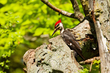The pileated woodpecker.The bird native to North America. Currently the largest woodpecker in the United States after the critically endangered and possibly extinct ivory woodpecker.