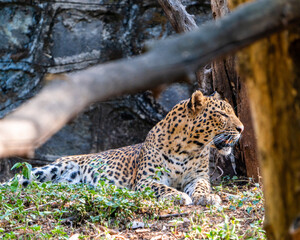 leopard in the tree