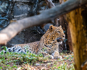 leopard in the tree
