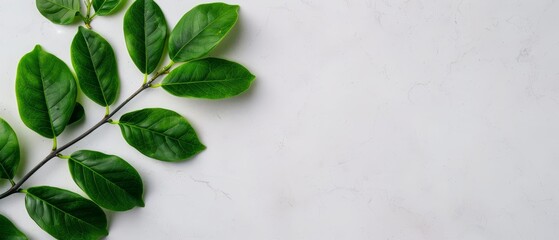  A pristine white background showcases a tree branch adorned with verdant green leaves, ideal for text or image insertion