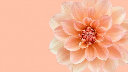 Fototapeta premium A pink flower on a peach background with a white center and a pink center