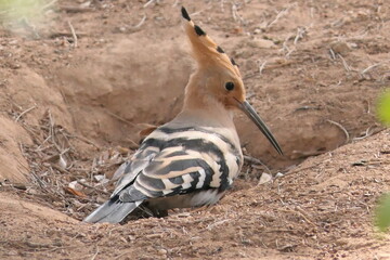Obraz premium Wiedehopf ( Upupa epops )